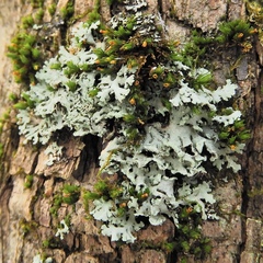 Heterodermia obscurata