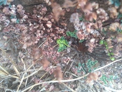 Argyrochosma limitanea