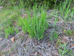 Chasmanthe aethiopica