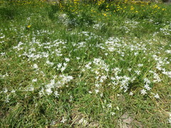 Ornithogalum woronowii