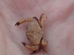 Cycloxanthops novemdentatus