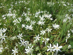 Ornithogalum woronowii