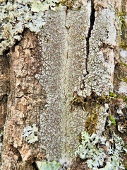 Lecanora cinereofusca
