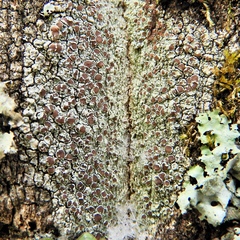 Lecanora cinereofusca
