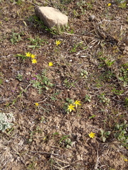 Gagea chlorantha