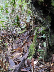 Dichaea camaridioides