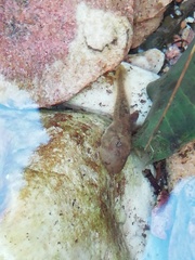 Heleophryne purcelli