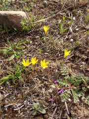 Gagea chlorantha
