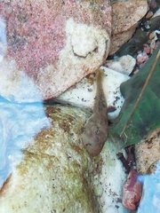 Heleophryne purcelli