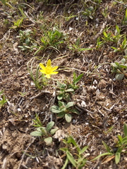 Gagea chlorantha