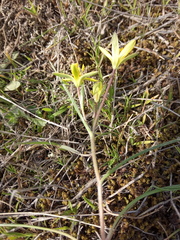 Gagea chlorantha
