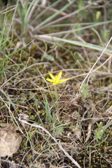 Gagea chlorantha