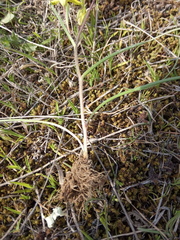 Gagea chlorantha