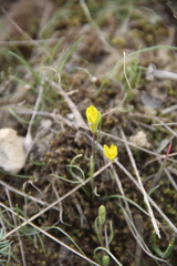 Gagea chlorantha