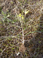 Gagea chlorantha