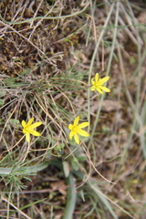 Gagea chlorantha