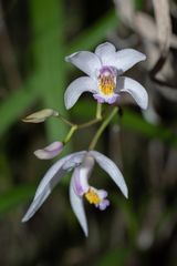 Bletilla formosana