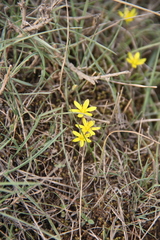 Gagea chlorantha