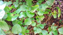 Pilea nummulariifolia