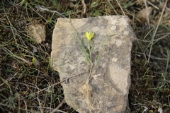 Gagea chlorantha