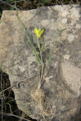Gagea chlorantha
