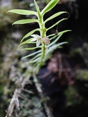 Dichaea camaridioides