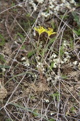 Gagea chlorantha