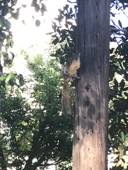Sciurus niger