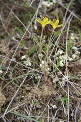 Gagea chlorantha