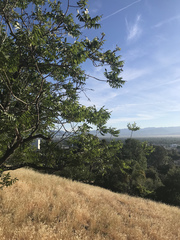 Juglans californica
