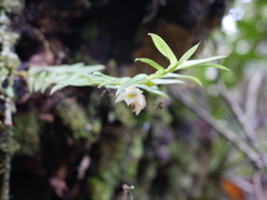 Dichaea camaridioides