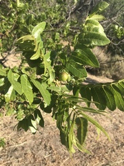 Juglans californica