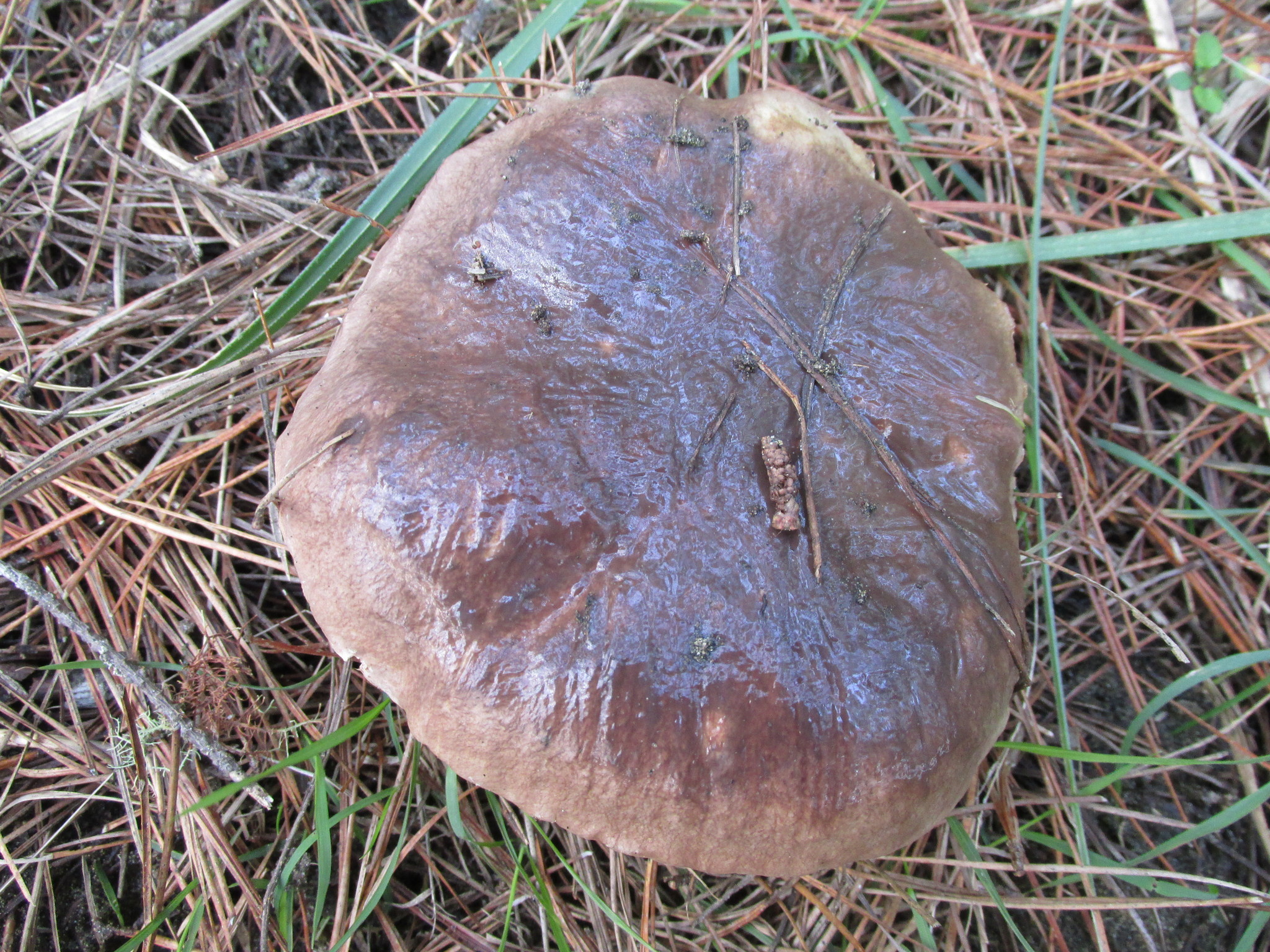 Suillus subacerbus image