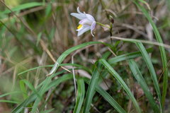 Bletilla formosana