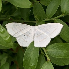 Scopula ordinata