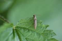 Synaptus filiformis
