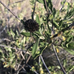 Salvia mellifera