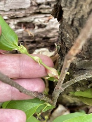 Contarinia cerasiserotinae