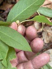 Contarinia cerasiserotinae