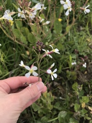 Raphanus raphanistrum raphanistrum