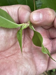 Contarinia cerasiserotinae