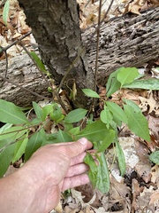 Contarinia cerasiserotinae