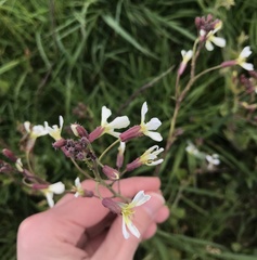 Raphanus raphanistrum raphanistrum