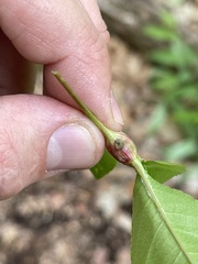 Contarinia cerasiserotinae