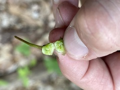 Contarinia cerasiserotinae