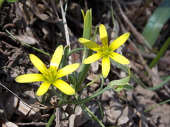 Gagea germainae