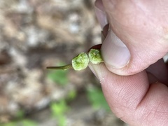 Contarinia cerasiserotinae