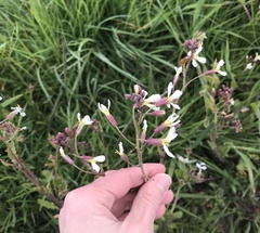 Raphanus raphanistrum raphanistrum