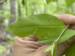 Contarinia cerasiserotinae