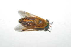 Tabanus fulvulus